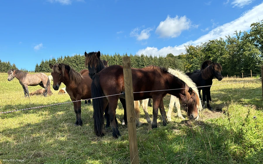 Falkenegg_Wiese 3 Falkenegg_Wiese 3