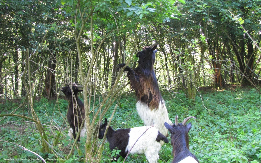 Die Ziegen bei der Arbeit