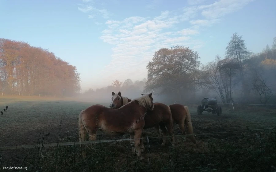 Mitten in schöner Natur liegt der Ponyhof