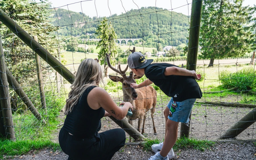 Wildgehege im Wild- und Freizeitpark Willingen Wildgehege im Wild- und Freizeitpark Willingen
