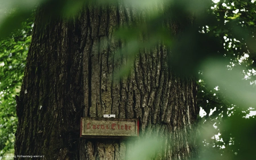 Naturdenkmal Lucaseiche
