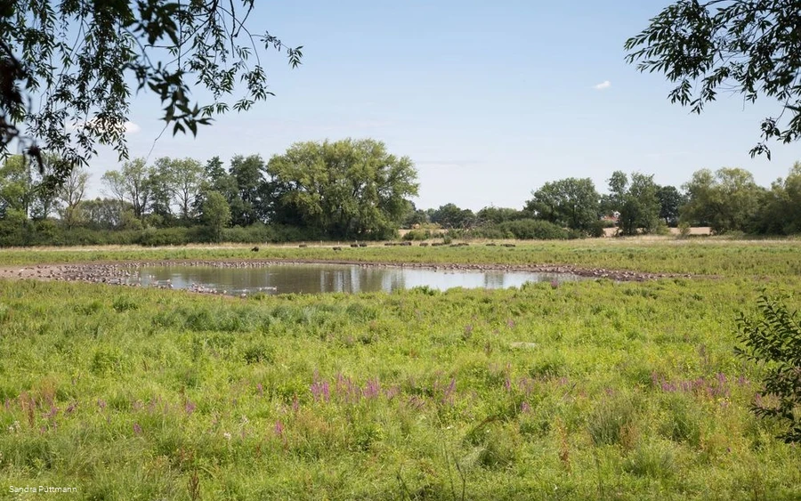 Naturschutzgebiet Woeste bei Bad Sassendorf