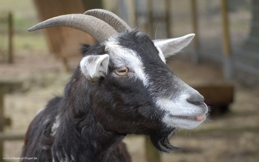 ziege_c__wild-und-freizeitpark-willingen.jpg.jpg ziege_c__wild-und-freizeitpark-willingen.jpg.jpg