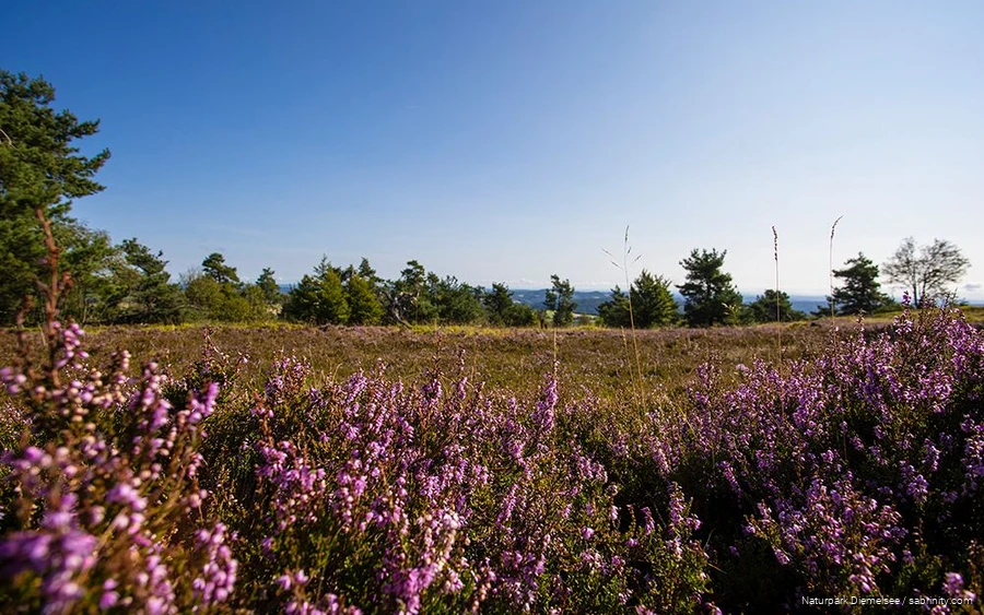 Die Hochheideflächen auf dem Ettelsberg sind besonders im Juli und August ein tolles Ausflugsziel.