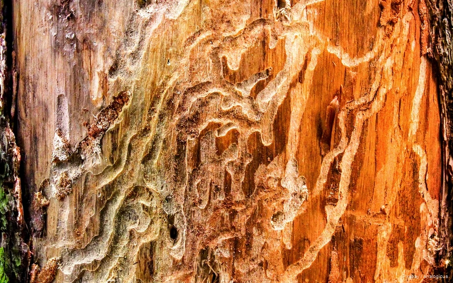 Nahaufnahme von Fraßspuren des Borkenkäfers in einem Baum.