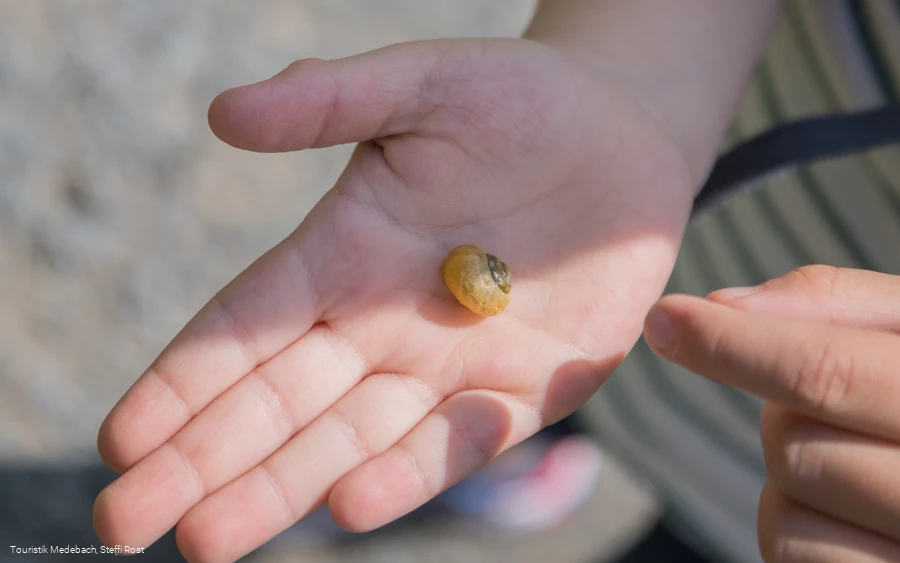 Kleine Naturentdecker unterwegs in Medebach