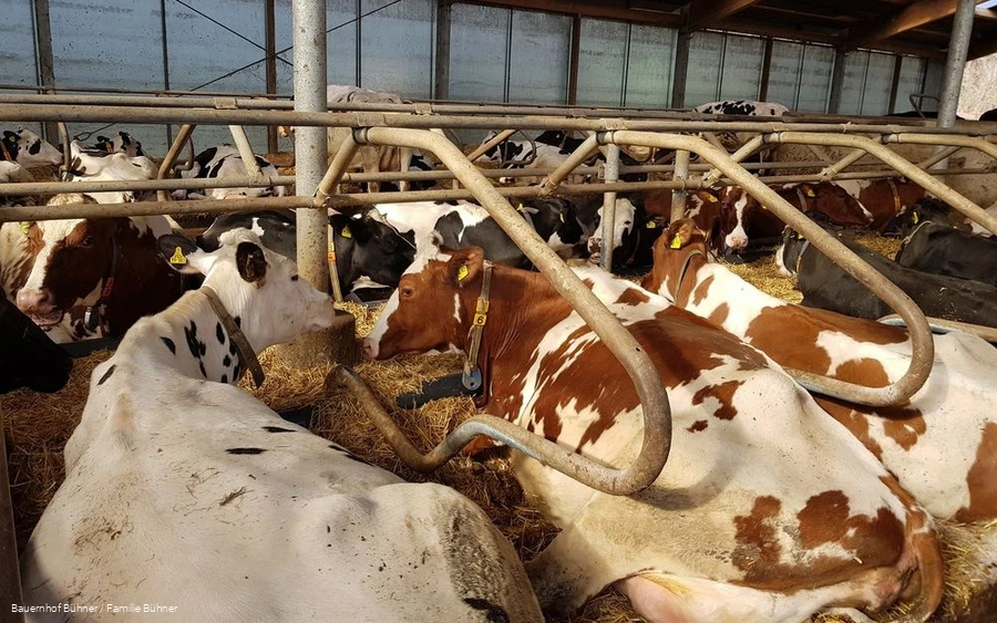 Interessante Infos rund ums Melken gibt es bei Hof