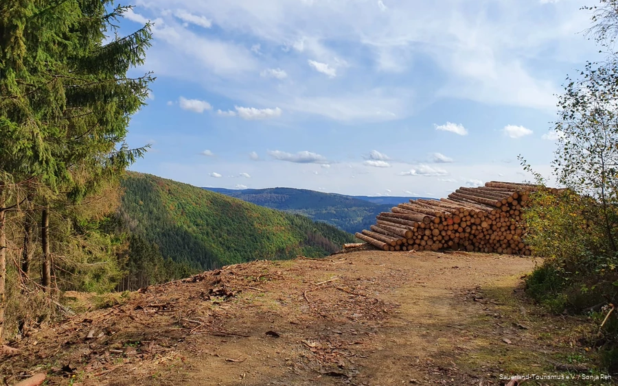 Blick auf ein Waldstück nach intensiven Waldarbeiten aufgrund der Borkenkäfer-Kalamität.