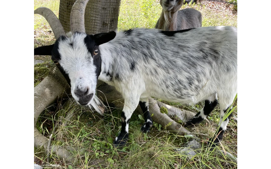 Ziege Wildpark Bilsteintal Warstein 
