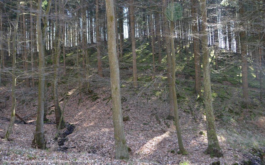 Bredelar, Naturschutzgebiet Forst Bredelar