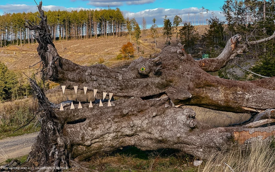Naturkunst auf dem Rothaarsteig auf der Haincher Höhe