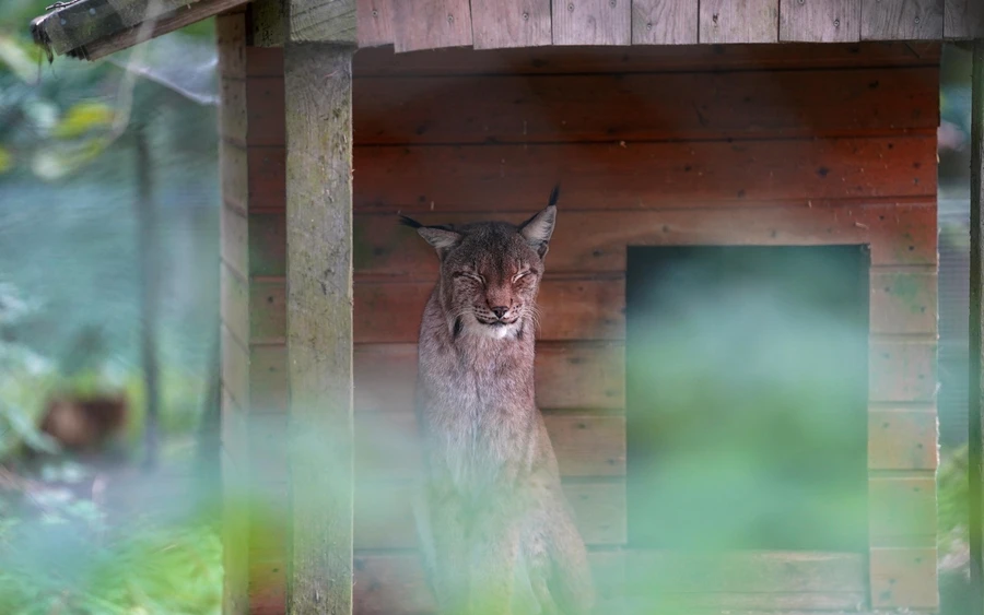 Luchs im WildtierPark