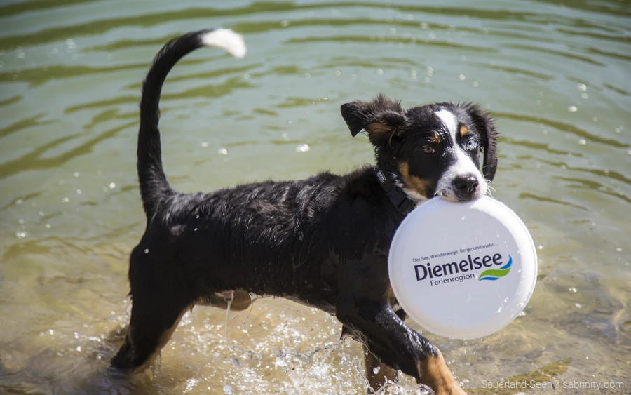 Hund spielt im Wasser mit Frisbee am Diemelsee im Sauerland