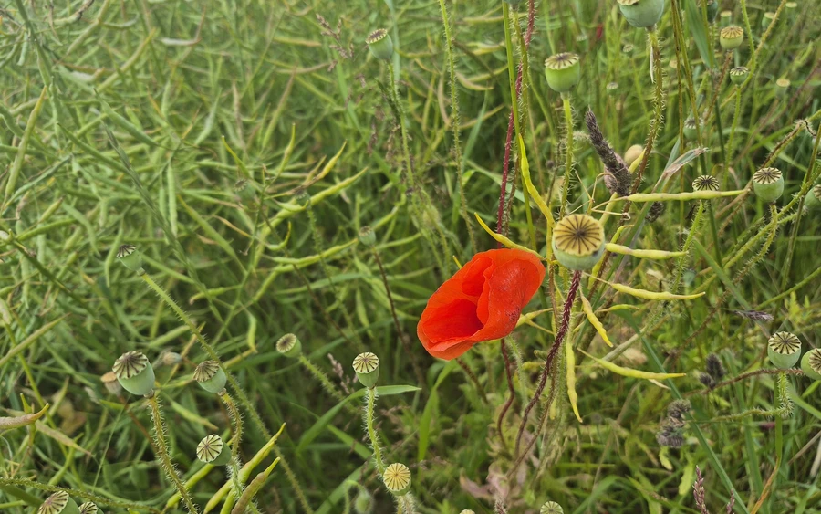 1750345193075.jpg 1750345193075.jpg