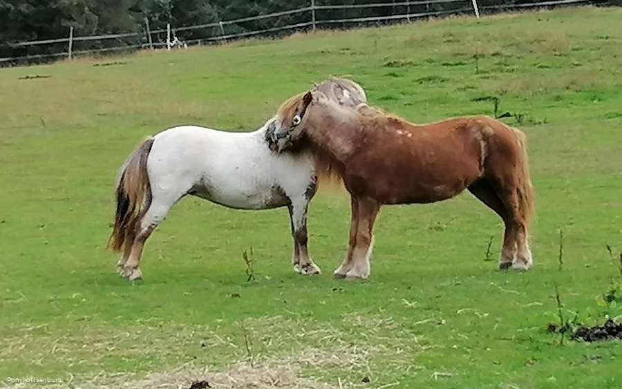 Zutrauliche Tiere
