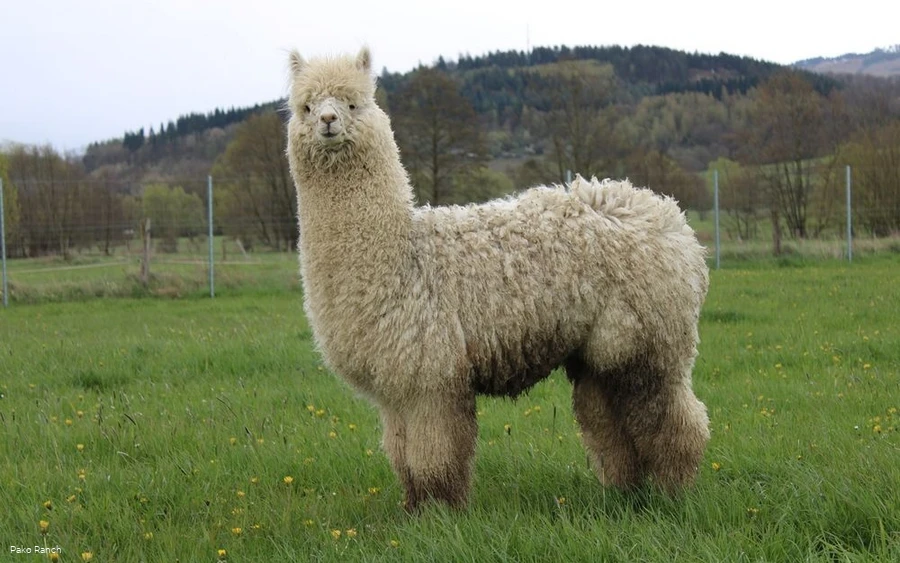Alpaka
