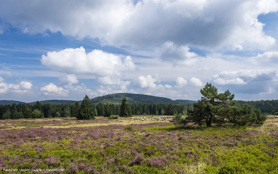 Hochheide auf dem Kahlen Pön bei Medebach-Düdinghausen
