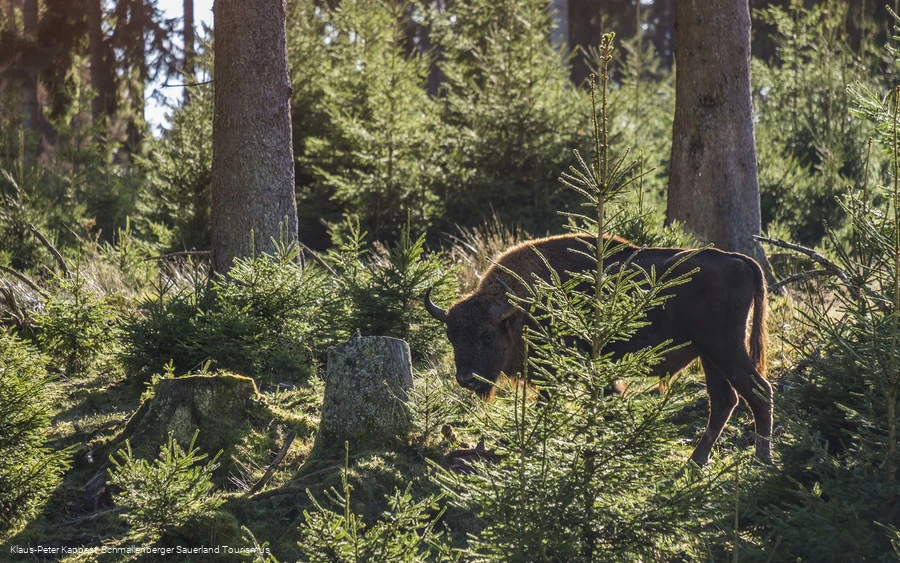 Wisent-Wildnis am Rothaarsteig