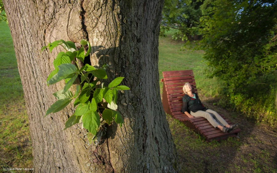 eiche-im-ohl-renate-hill_c__klaus-peter_kappest.jpg.jpg