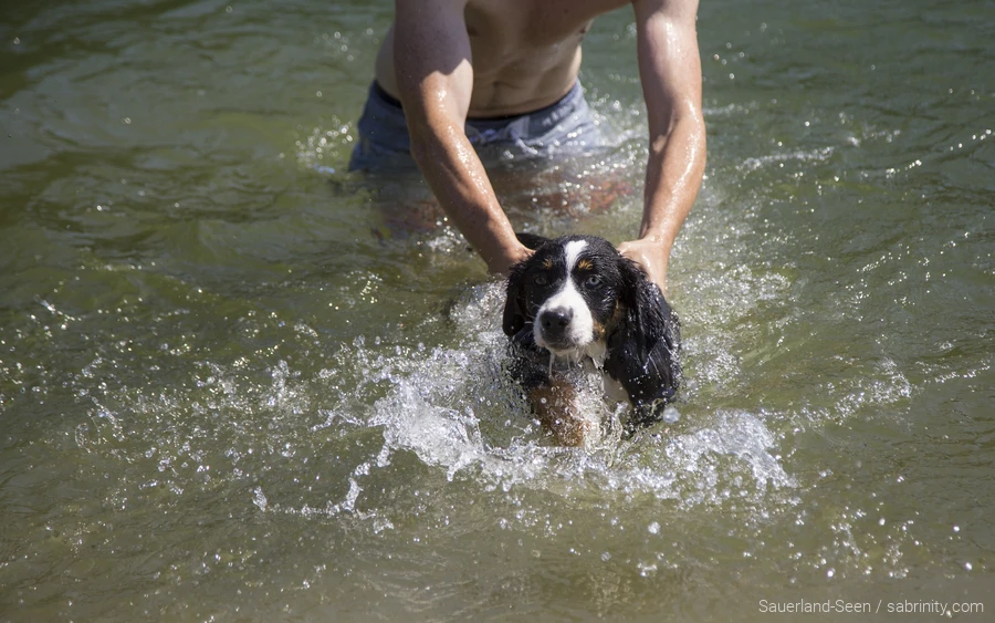 Hund schwimmt im Wasser am Diemelsee. Die Familie macht Urlaub mit Hund im Sauerland.
