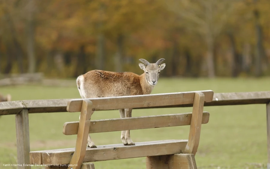 WildtierPark Edersee