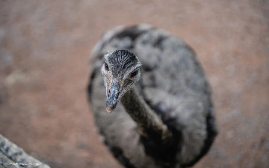 Nandu im Wild- und Freizeitpark Willingen