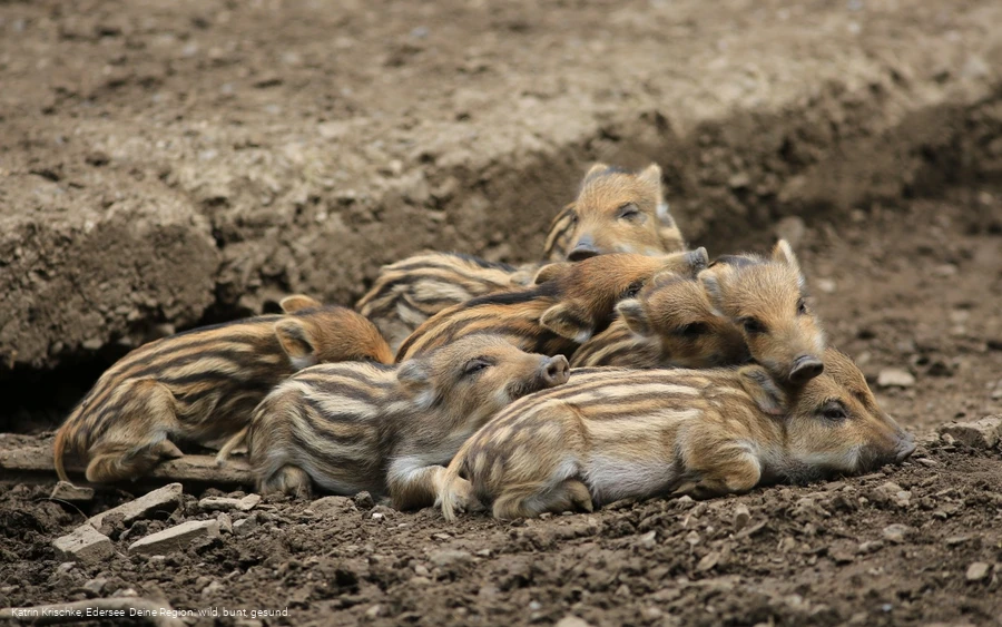 WildtierPark Edersee