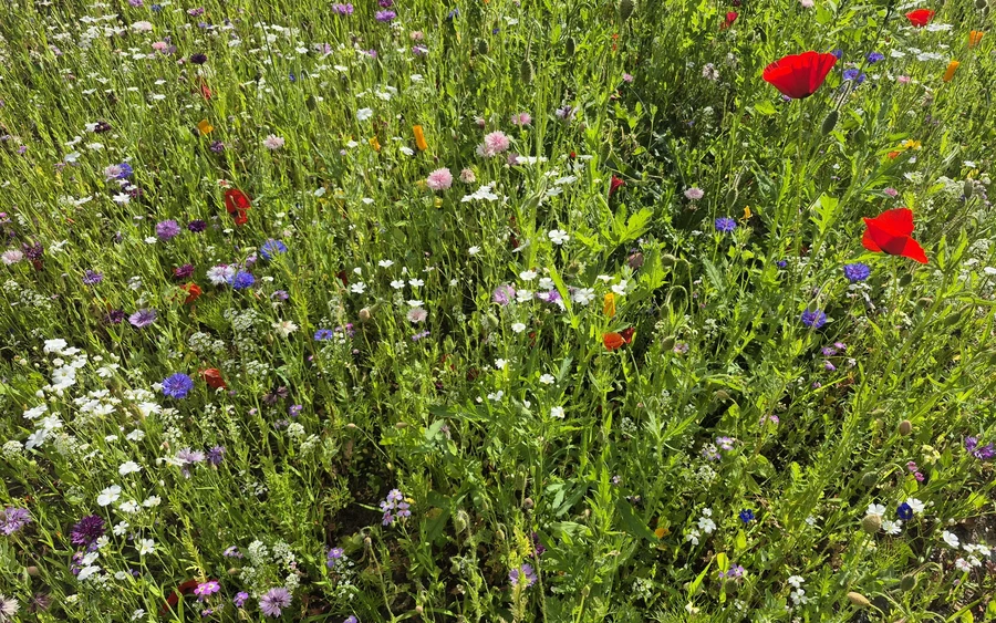 1750347822500.jpg 1750347822500.jpg