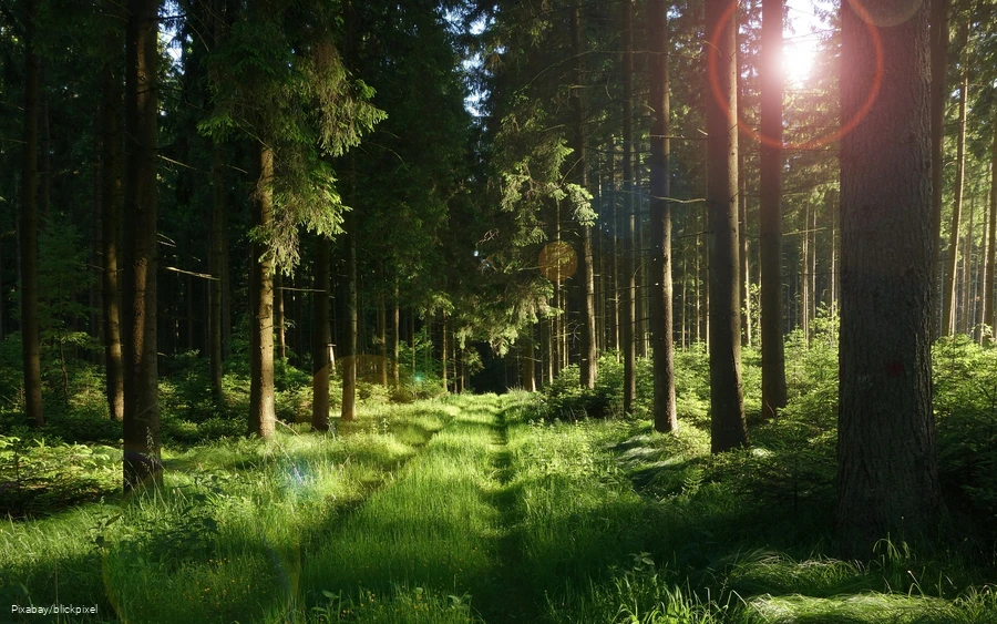 A forest path bathed in sunlight.