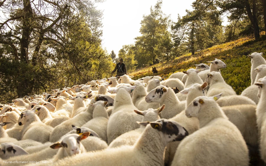 Schafe in der Hochheide