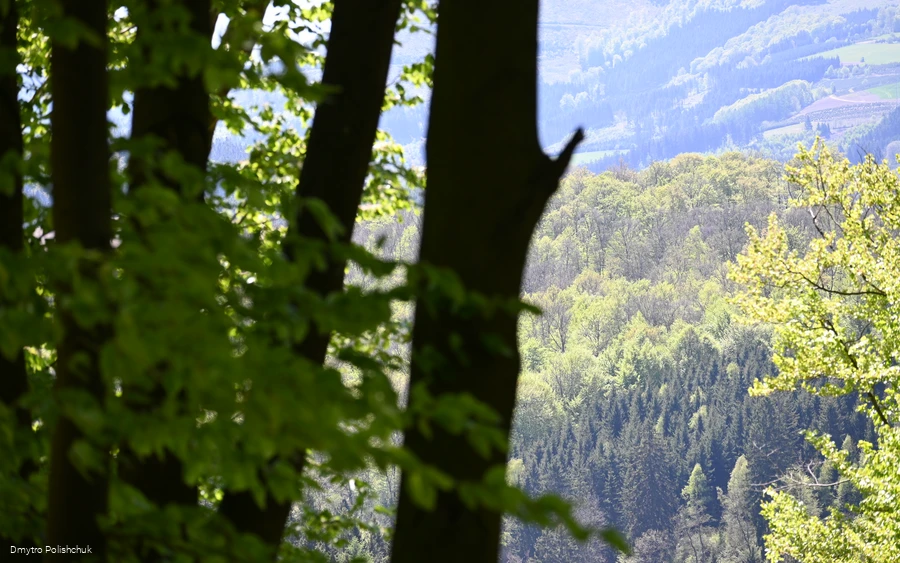 Ausblick auf den Wald bei Ostwig