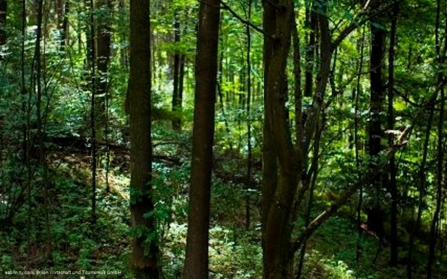 Dichterlichtung Dichterlichtung