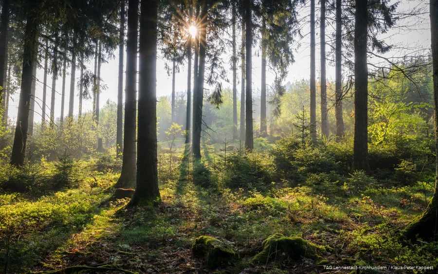 The sun's rays gently break through the dense Sauerland forest.