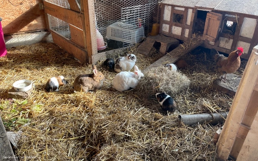 Auch Kaninchen gibt es zu entdecken