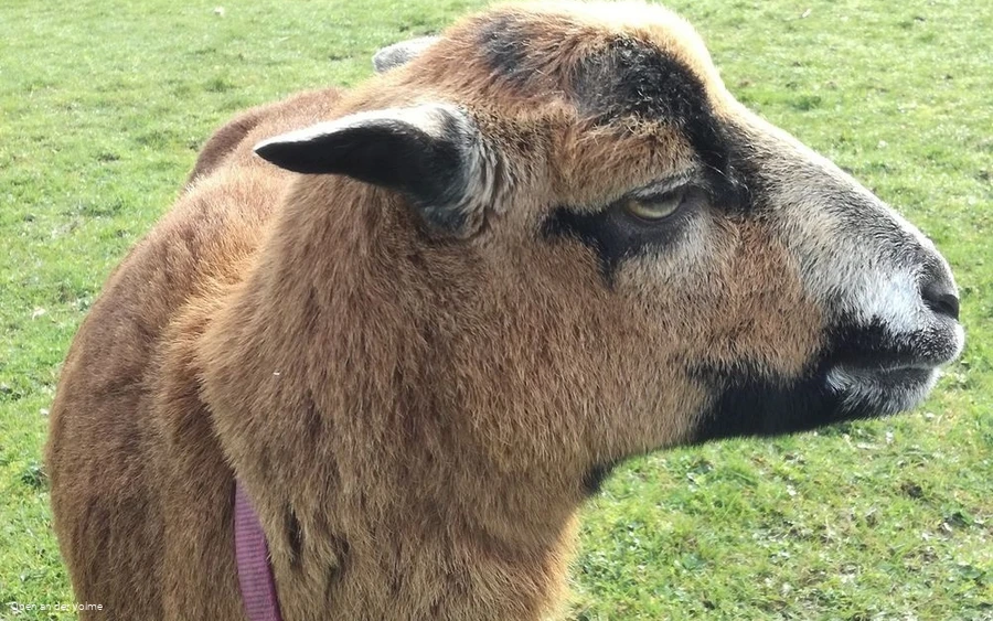 Auch andere tierische Bewohner leben auf dem Hof