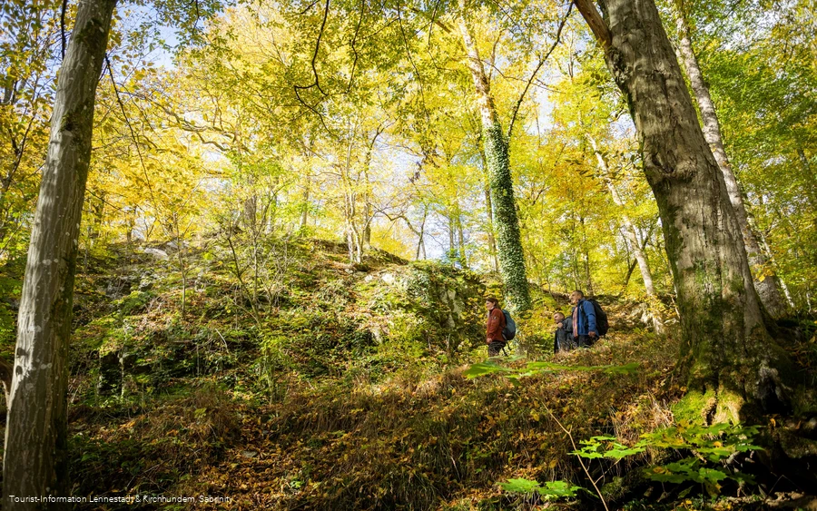 Burg Bilstein_Buchenwälder