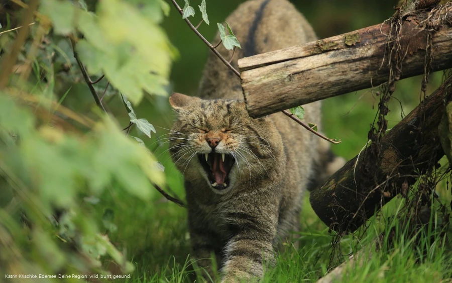 WildtierPark Edersee