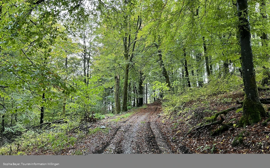 Buchenwald im Frühling am Uplandsteig