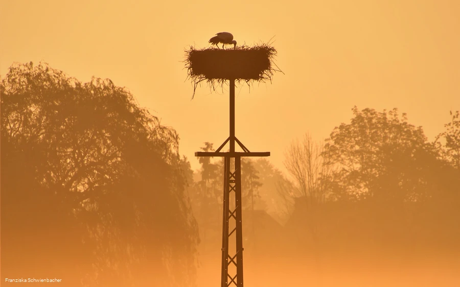 Ein Storch im Nest