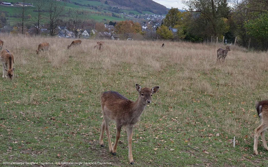 Wildgehege Huckelberg