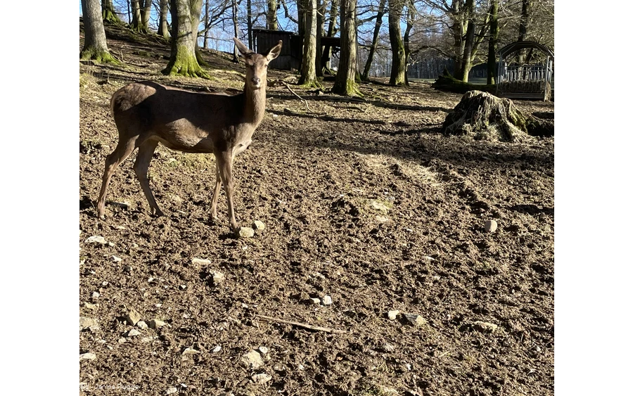 Rotwild im Bilsteintal