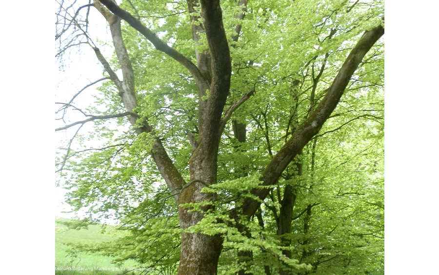 Beringhausen, NSG Brandiger Berg