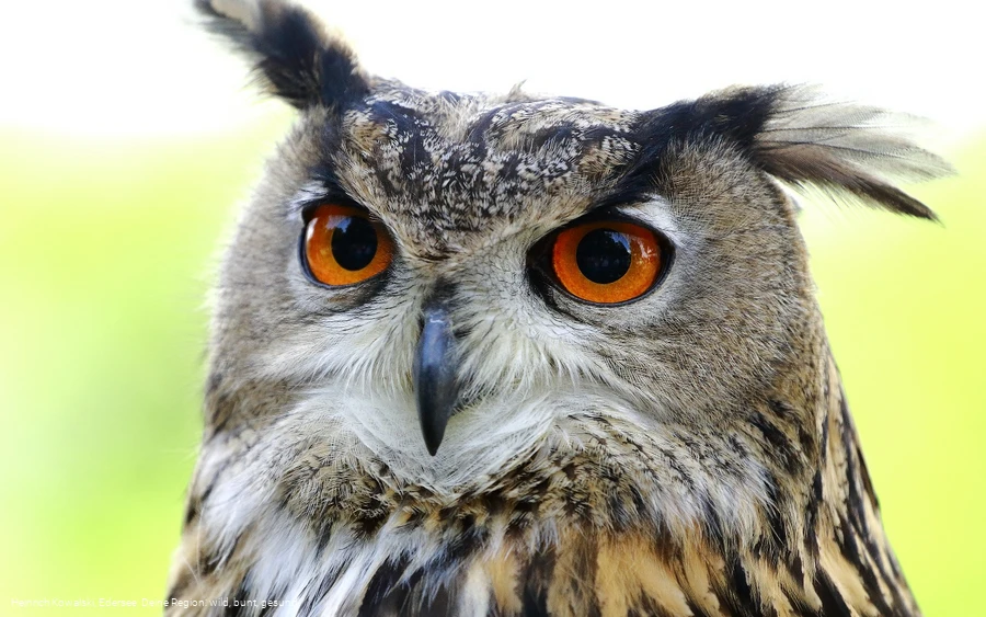 Ein Eule der Greifenwarte des WildtierParks Edersee