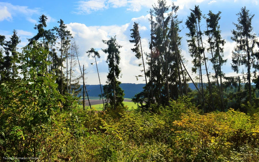 Fichtenwald am Vulkanpfad Welleringhausen