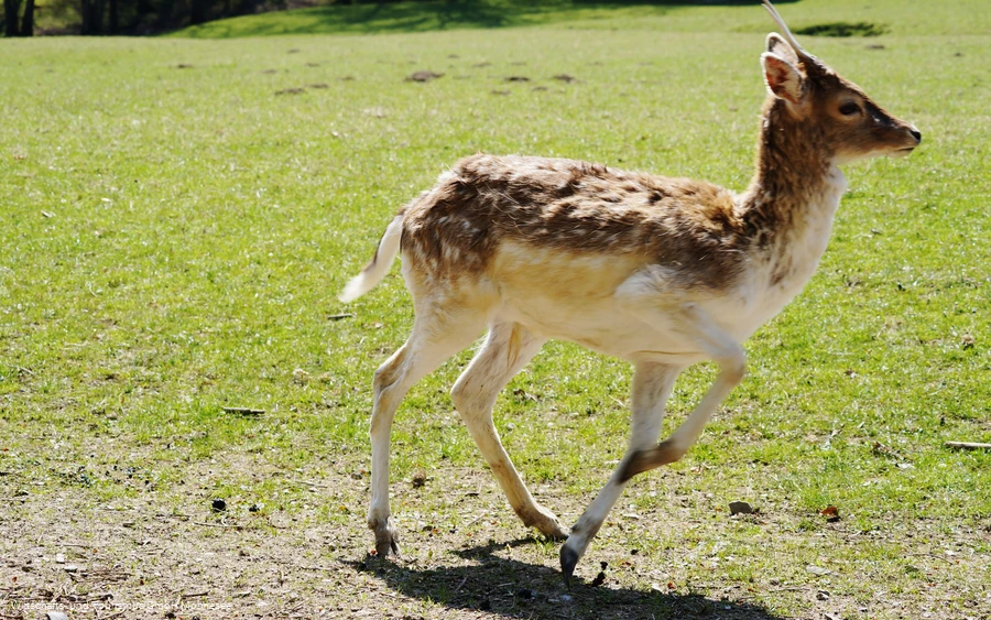 Wildpark Völlinghausen