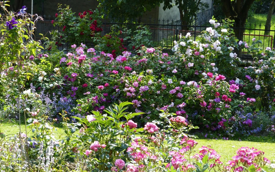 Rosengarten_unten_3000.jpg