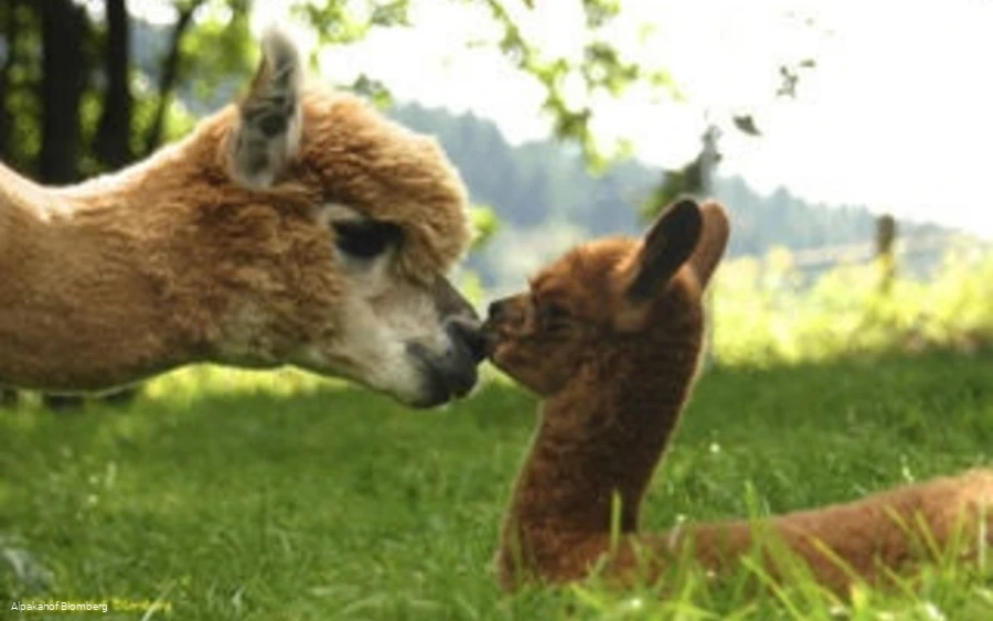 Alpakahof Blomberg - Alpakas