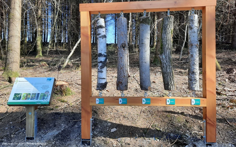 Könnt ihr die Bäume anhand der Rinde erkennen?