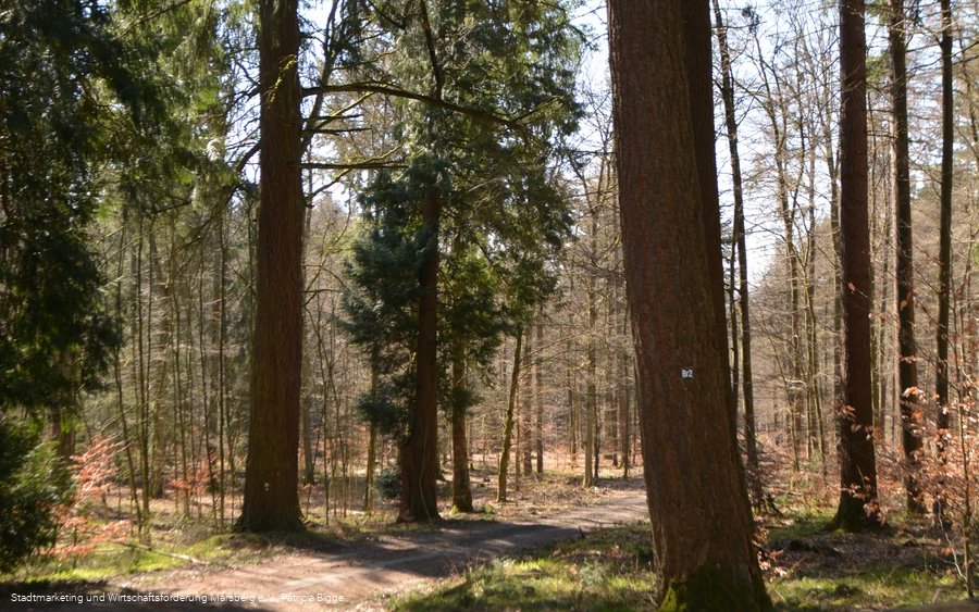 Bredelar, Naturschutzgebiet Forst Bredelar