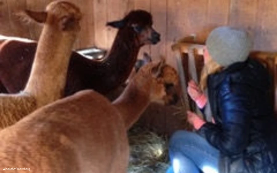 Alpakahof Blomberg - Stallbesuch